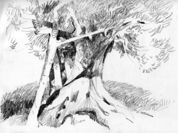 Drawings - Oliveraie